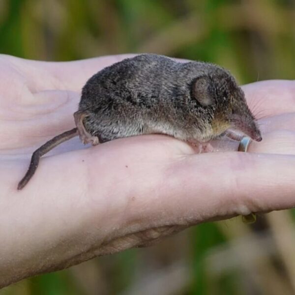 Nuevo virus detecta China; 35 infectados por Henipavirus