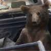 Rescatan a un oso intoxicado por comer miel alucinógena