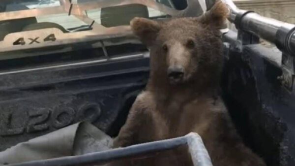 Rescatan a un oso intoxicado por comer miel alucinógena