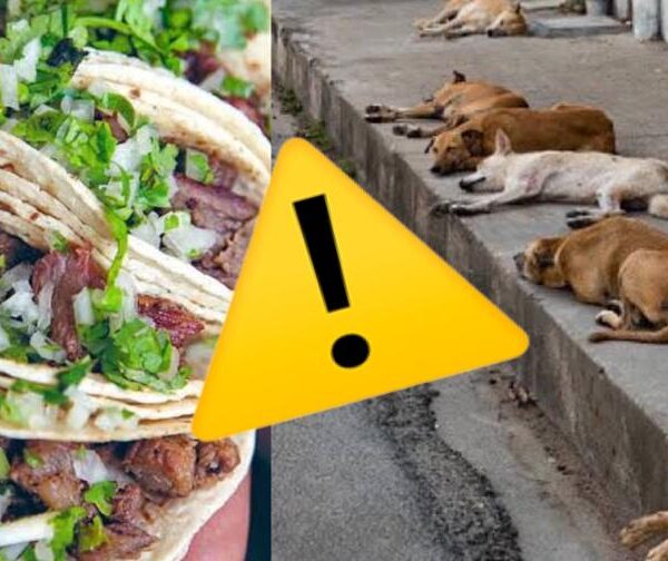 ¿Cómo saber si tus tacos son de carne de perro?