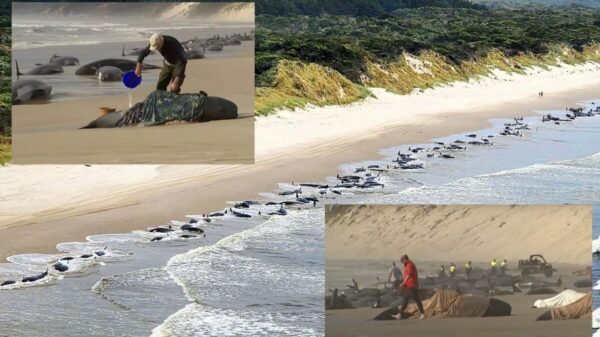 Tragedia, centenares de ballenas quedan varadas en playa de Tasmania
