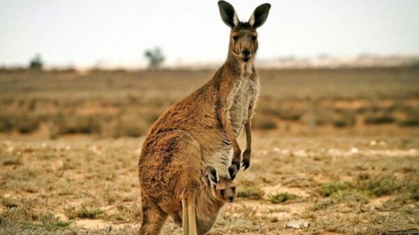 Canguro golpea hasta la muerte a adulto mayor