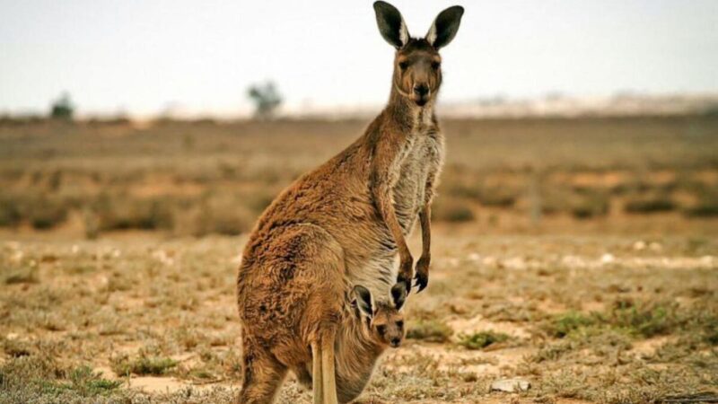 Canguro golpea hasta la muerte a adulto mayor