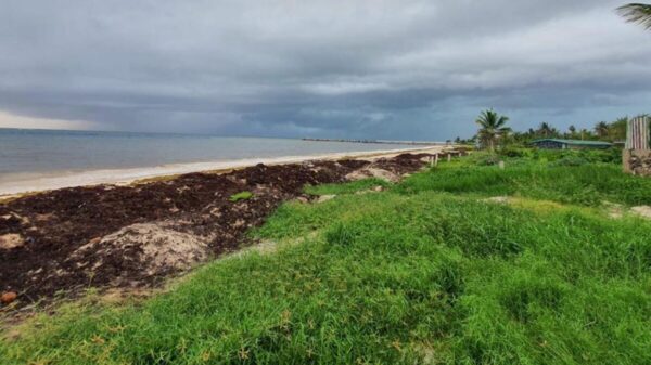 Impulsan protección de las dunas costeras en Quintana Roo