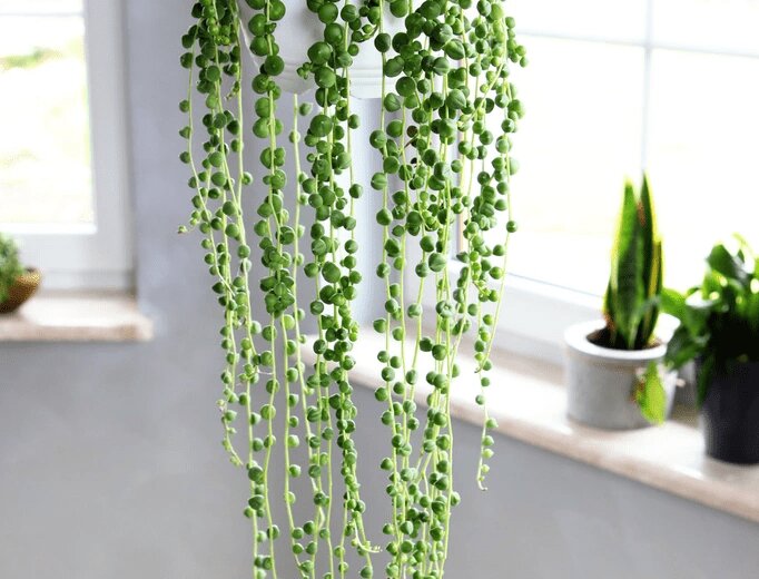 Estas mini plantas son ideales para decorar tu hogar