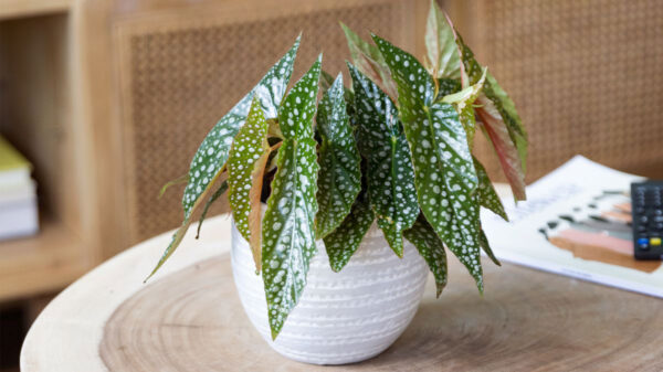 Estas mini plantas son ideales para decorar tu hogar