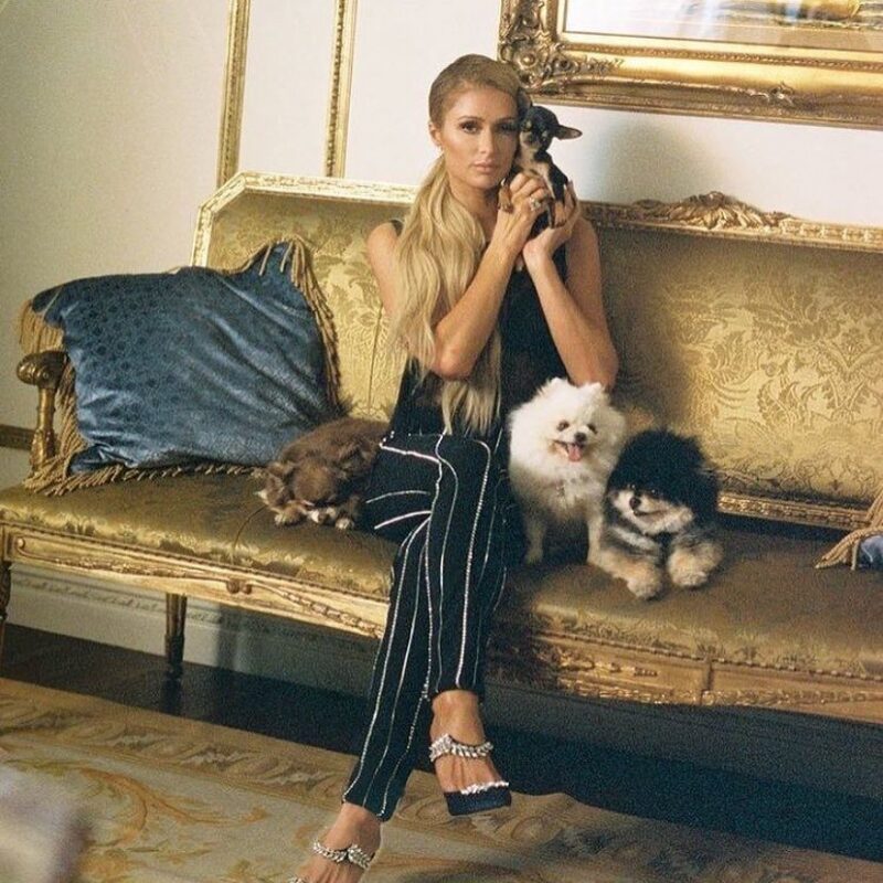 Paris Hilton contrata detectives, médiums y drones para encontrar a su perro
