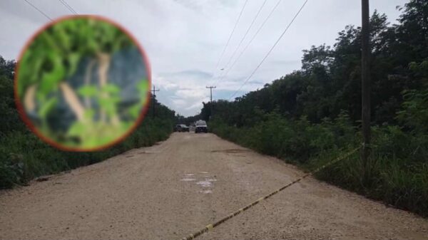 Cancún: Hallan cadáver embolsado en la colonia México.
