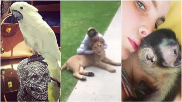 Belinda es señalada por tener animales exóticos en su casa