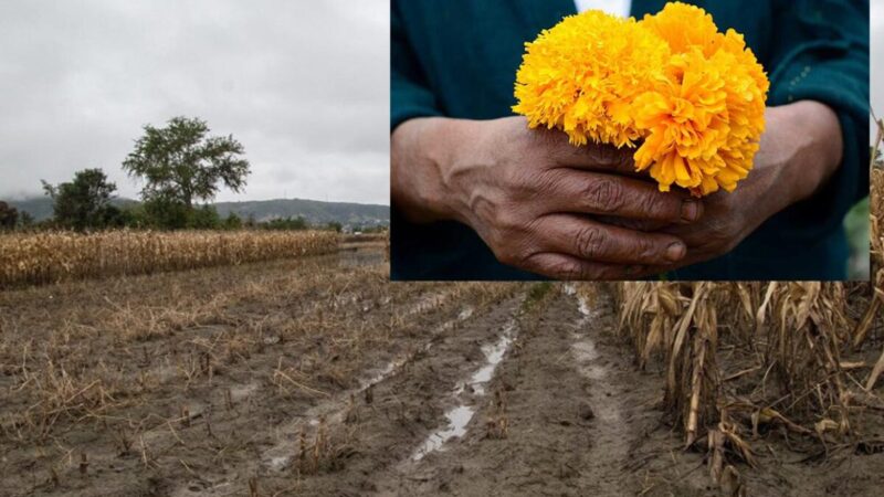 Perdieron campesinos en Guerrero cosecha de cempasúchil