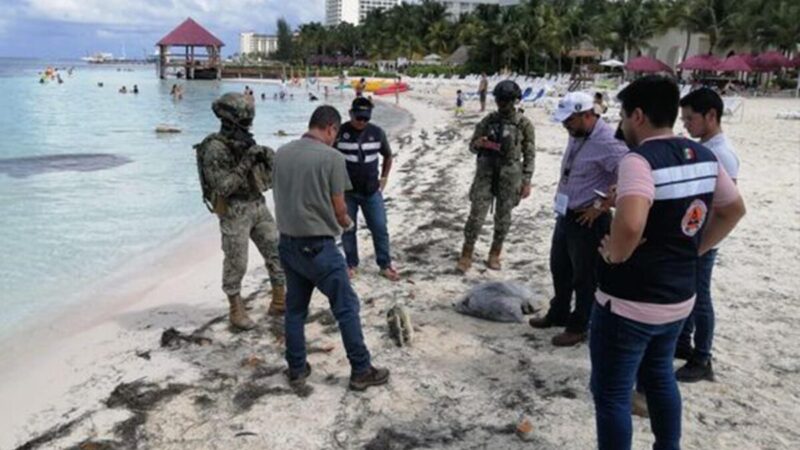 Hallan cabeza de cocodrilo en playa aledaña a hotel de Cancún