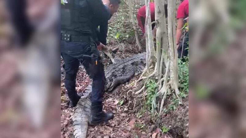 Capturan bomberos a cocodrilo que atacó a hombre en malecón Tajamar