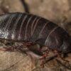 Hallan en Australia cucaracha carnívora que se creía extinta desde 1930