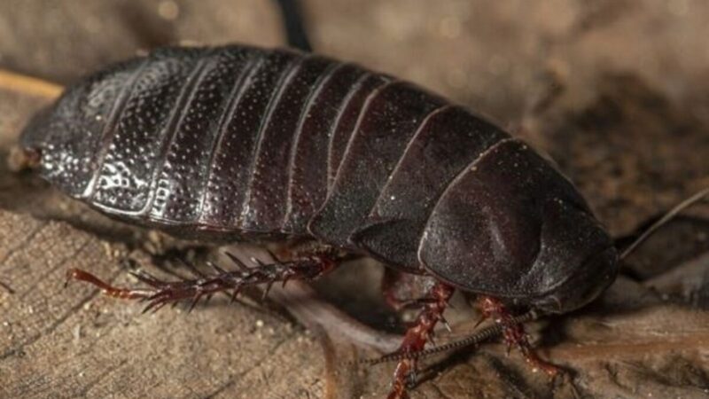 Hallan en Australia cucaracha carnívora que se creía extinta desde 1930