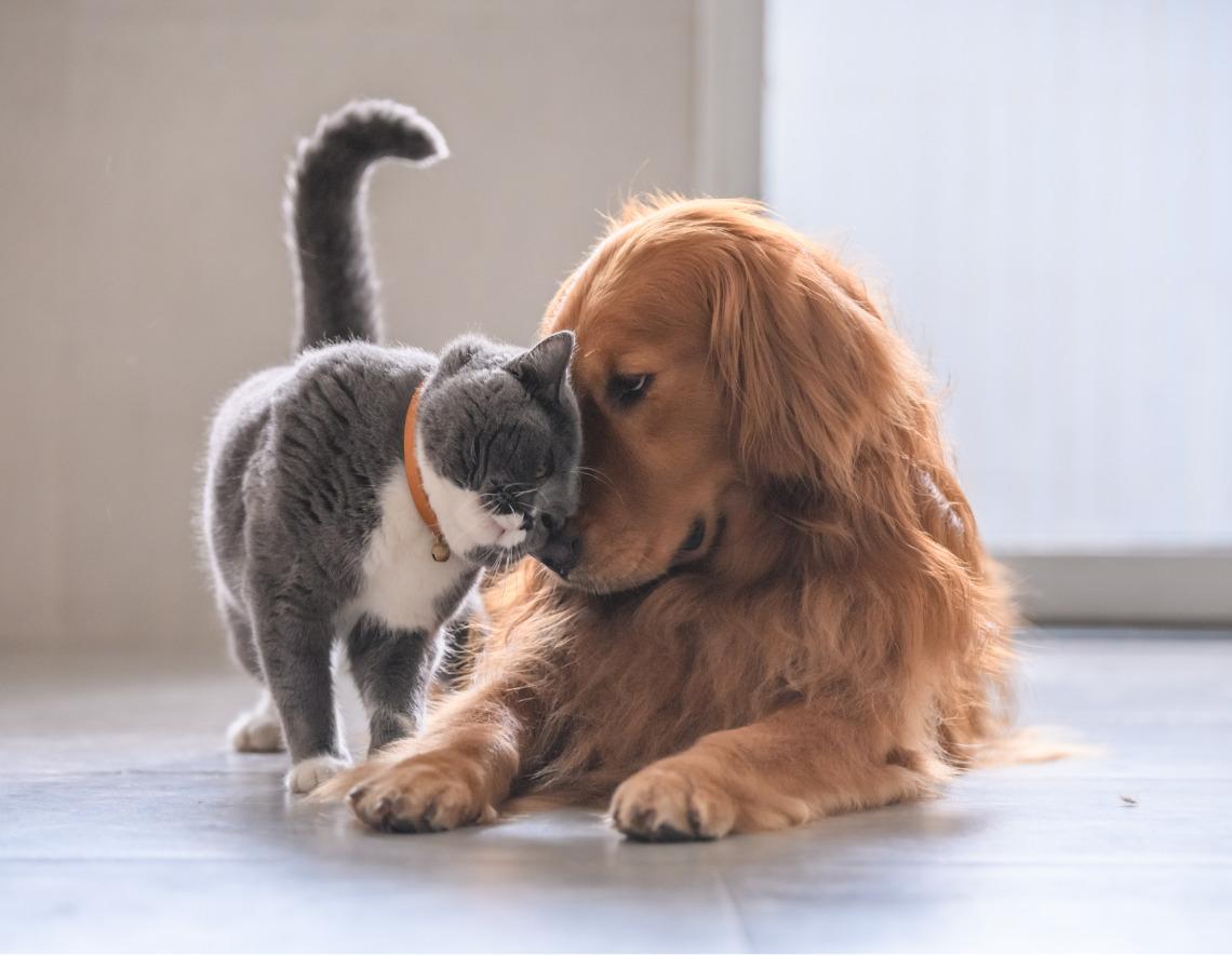 Esta es la palabra clave para que tus mascotas te obedezcan