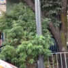 Destruyen enormes plantas de mariguana que "adornaban" jardinera en CDMX