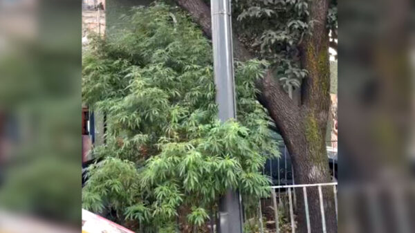 Destruyen enormes plantas de mariguana que "adornaban" jardinera en CDMX