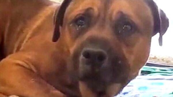 Perritos son rescatados de granja clandestina en Neza, eran para tacos