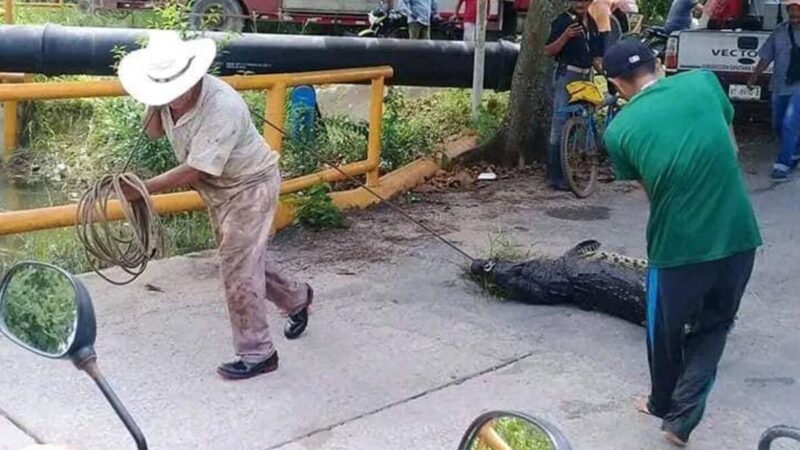 Tabasqueños querían comerse a un cocodrilo, autoridades lo rescatan