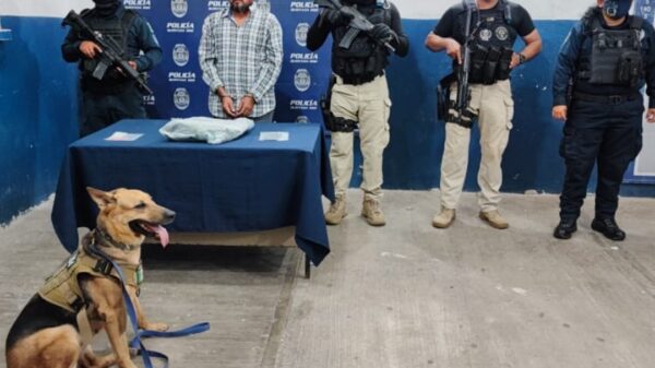 Detienen a pasajero con droga en terminal de autobuses de Chetumal.