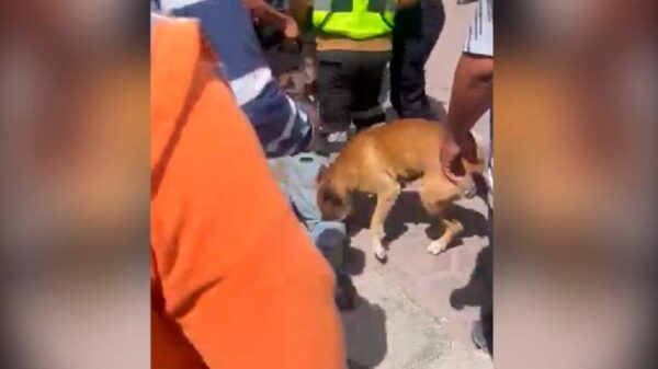 Se suma firulais a linchamiento de ladrón en Puebla (VIDEO).