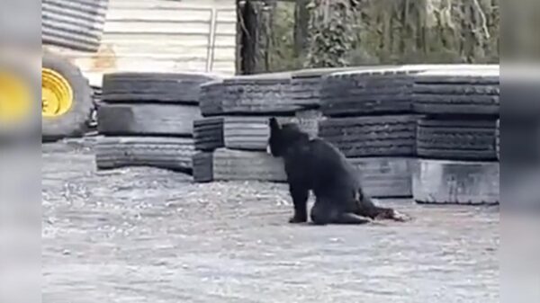 Hieren a balazos a osezno en Nuevo León