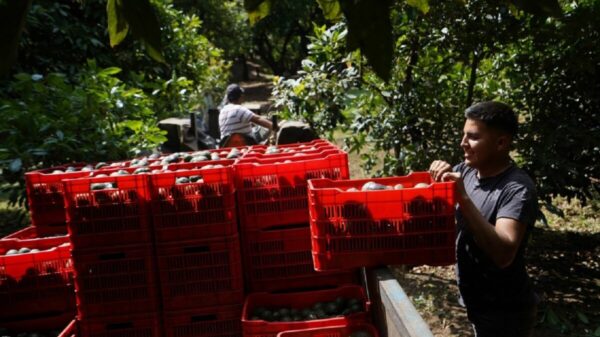 Descarta AMLO que el narco esté detrás de producción de aguacate