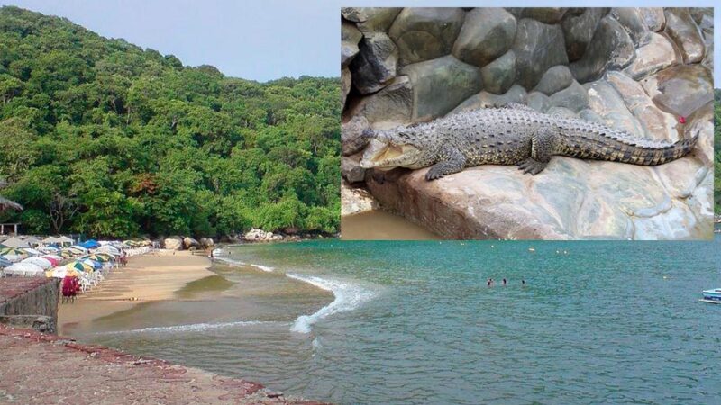 Cocodrilo "extraviado" genera pánico en Acapulco