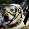 Luto mexicano, "Frida" la perrita rescatista de la Semar falleció