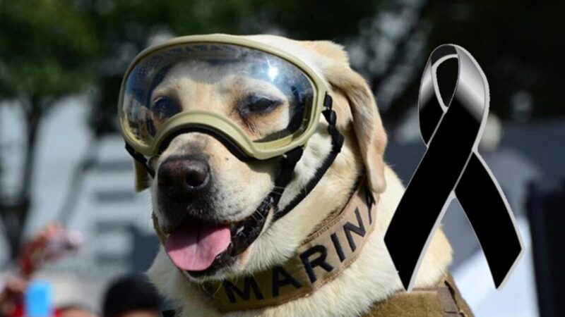 Luto mexicano, "Frida" la perrita rescatista de la Semar falleció