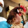 Casos de gripe aviar no representan riesgo a la salud humana: AMLO