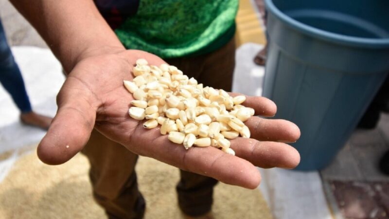 Confía AMLO en llegar a acuerdo con EU sobre maíz transgénico