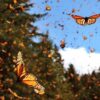 Mariposas monarcas arriban a bosques mexicanos