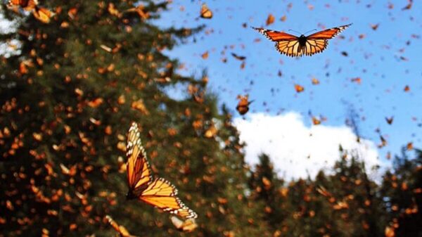 Mariposas monarcas arriban a bosques mexicanos