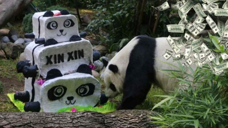 Aplican chinos a México un "copelas o cuello" con pandas