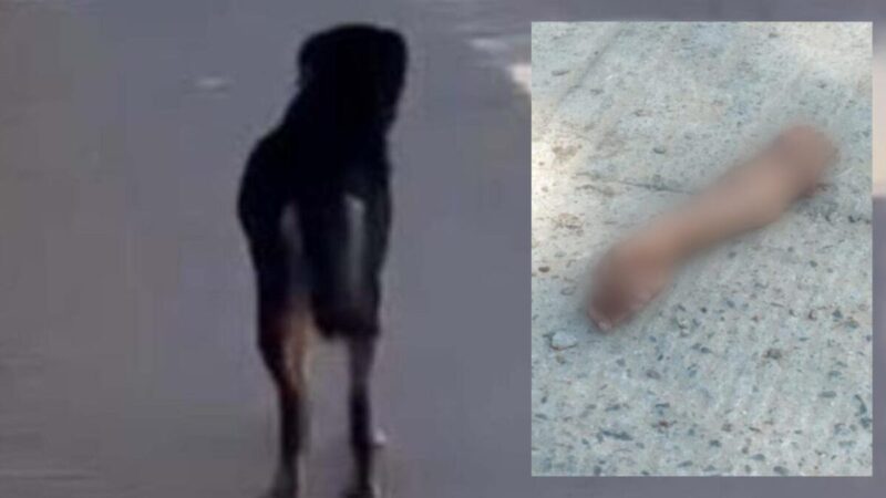 Uno mas, perro es captado con brazo humano en Oaxaca