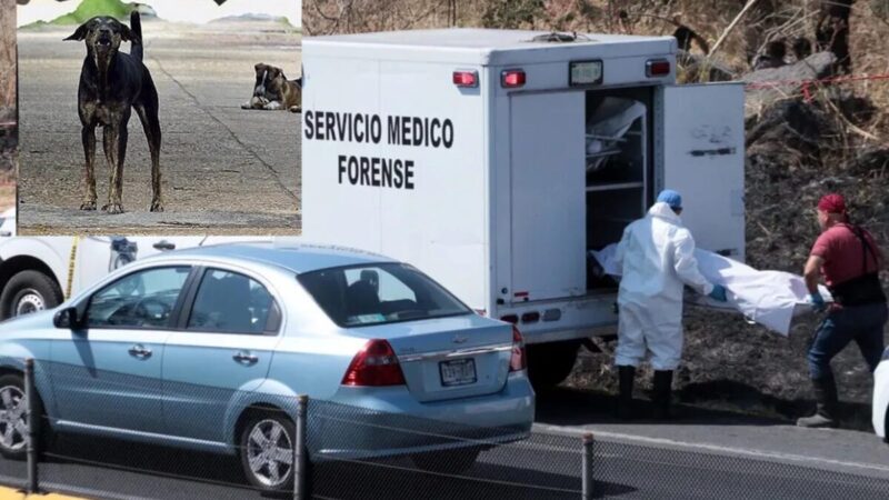 Gracias a perro hambriento localizan mega fosa clandestina en Guanajuato