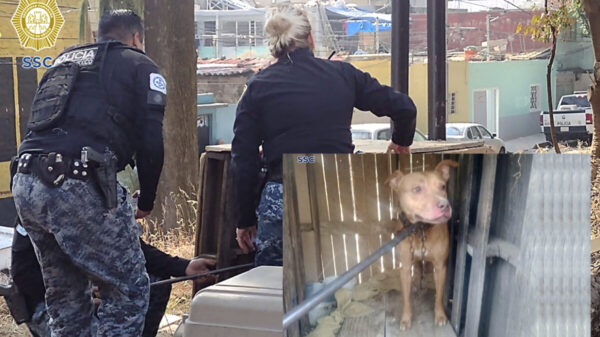 Abandonan a perrito encerrado en una caja, policías lo rescatan