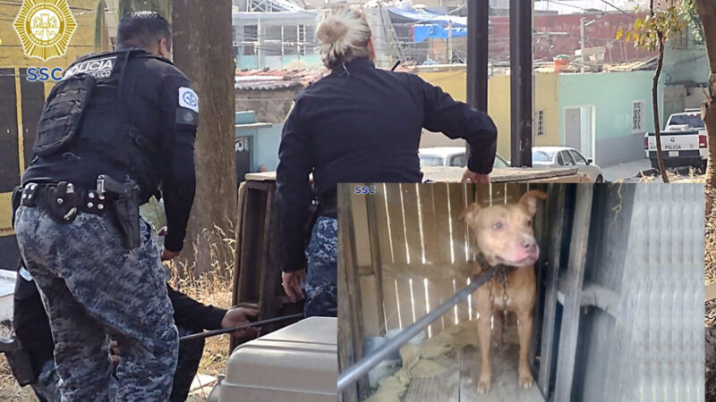 Abandonan a perrito encerrado en una caja, policías lo rescatan