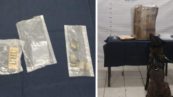 Aseguran droga y cartuchos en operativos en Playa del Carmen.
