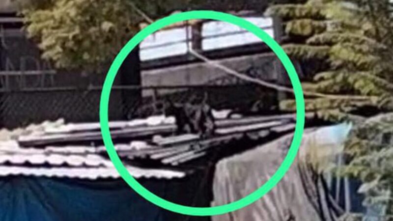 Pantera suelta causa alarma en CDMX