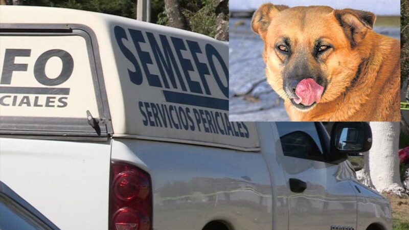 Perros devoran a indigente en Oaxaca