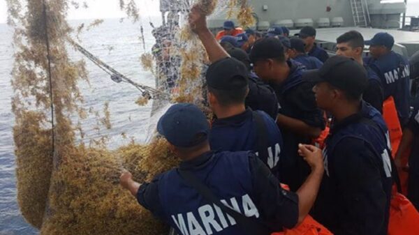 Marina ha recolectado 52 mil toneladas de sargazo en Quintana Roo.