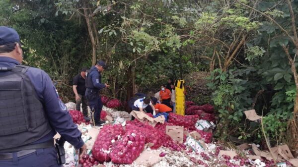 Saquean camión torton que volcó cargado con cebollas.