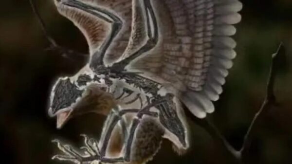 Descubren fósil de ave con cráneo de dinosaurio