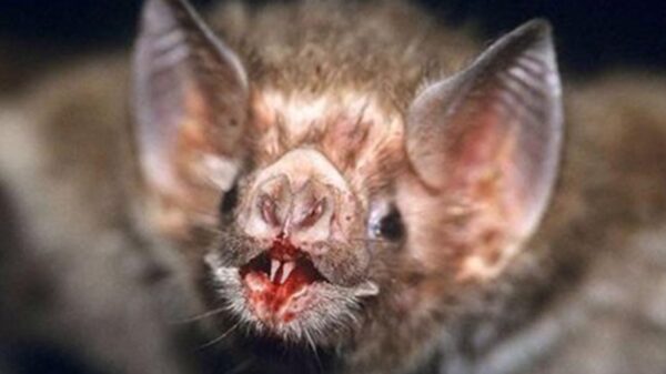 Muerte de niño mordido por murciélago chupasangre fue por rabia: InDRE