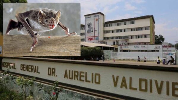 Muere un menor mas por mordedura de murciélago chupasangre