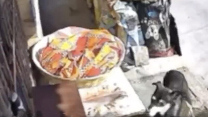 Perrito celebra el Día de Reyes robándose una rosca