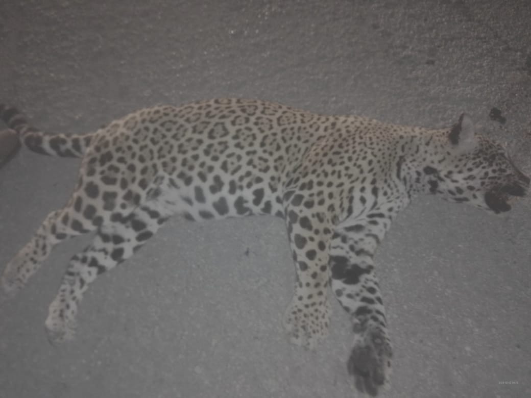 Atropellan y matan a un jaguar en la carretera Puerto Morelos-Playa del Carmen: el animal intentó atravesar la vía cuando fue impactado.