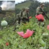 Realiza Ejército Mexicano destrucción de "megaplantío" de amapola